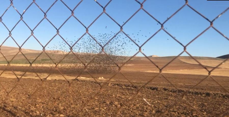 Binlerce Sığırcık Kuşu Böyle Dans Etti