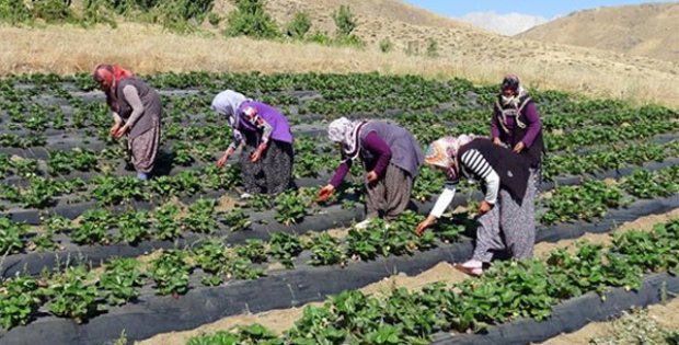 Çiftçiler Yarışacak