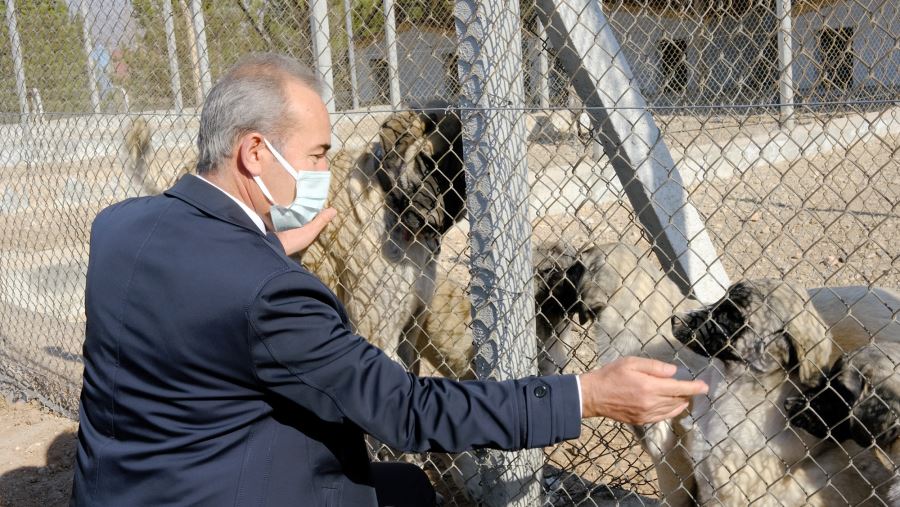 Kangal Köpekleri Korunuyor--Video
