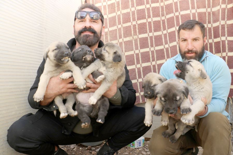 Gerçek Kangal 10 Aşamada Anlaşılır