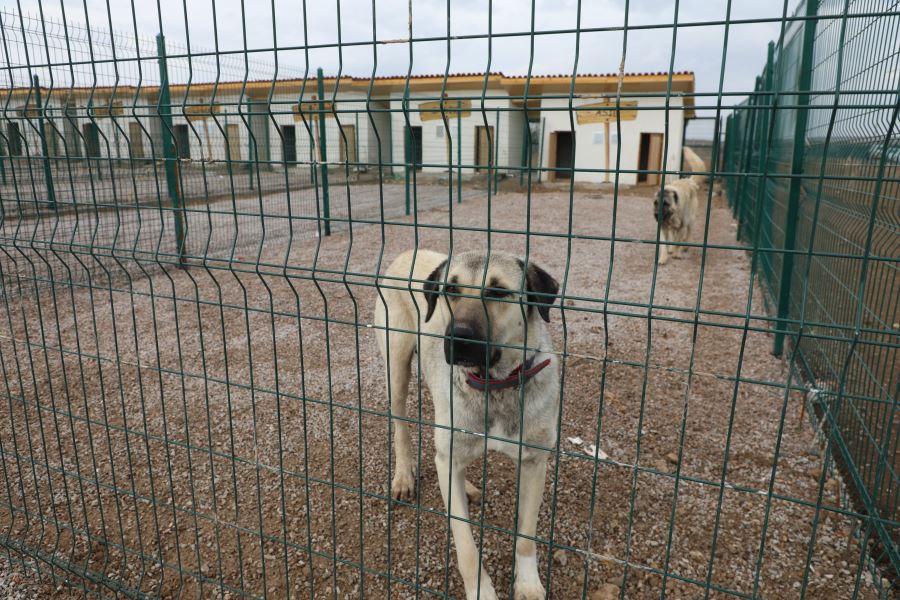 Kangal