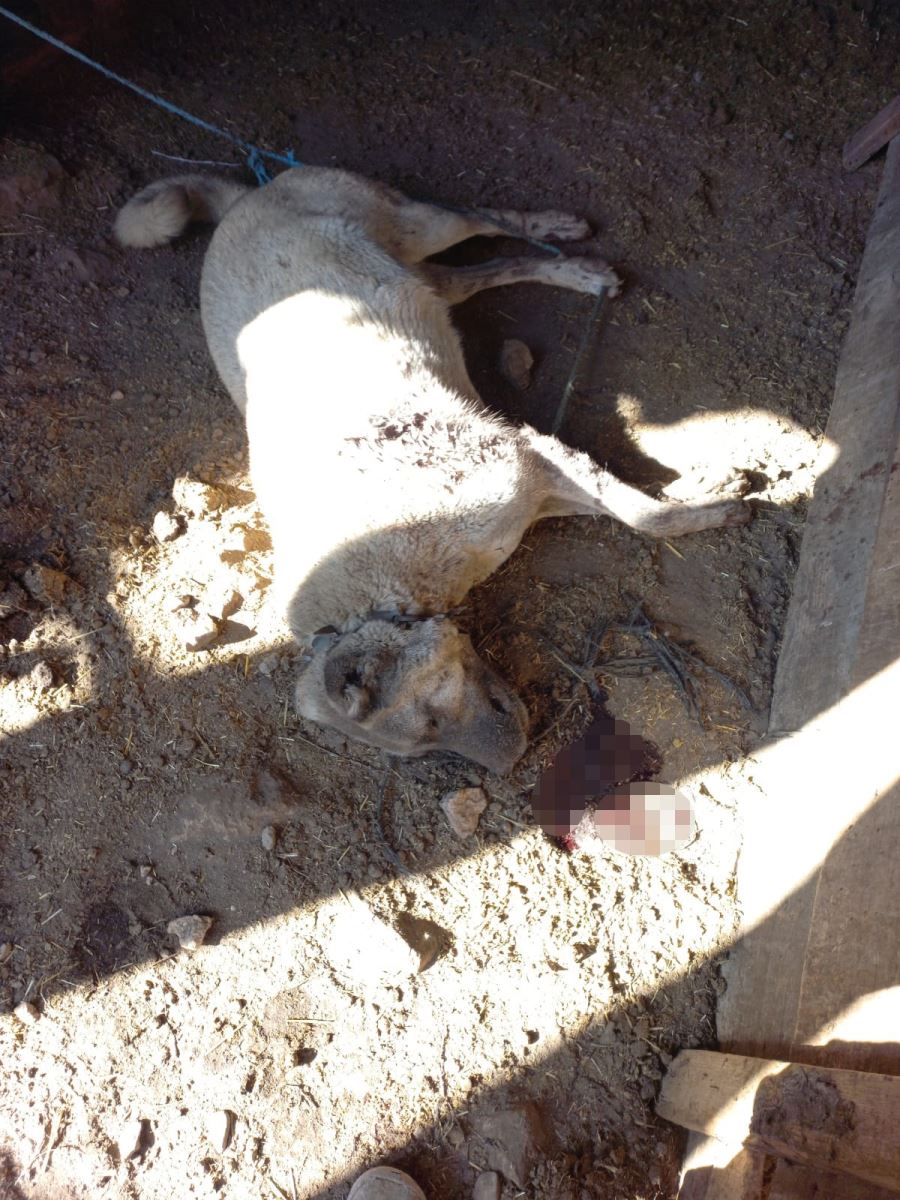 Ağılı Yakıldı, O Köpekleri İçin Üzüldü