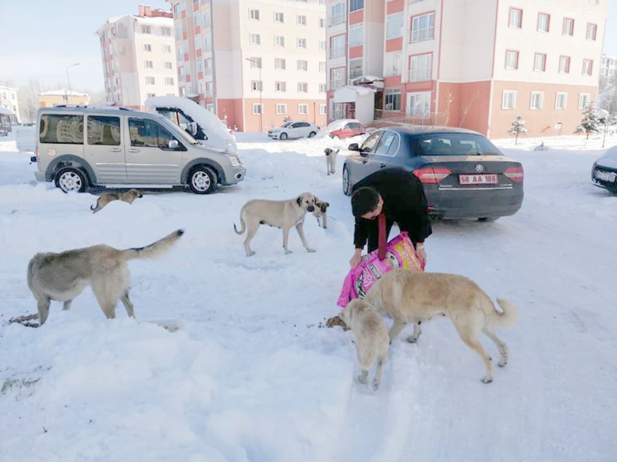 Sokak Hayvanlarına Karşı Duyarlı Olalım