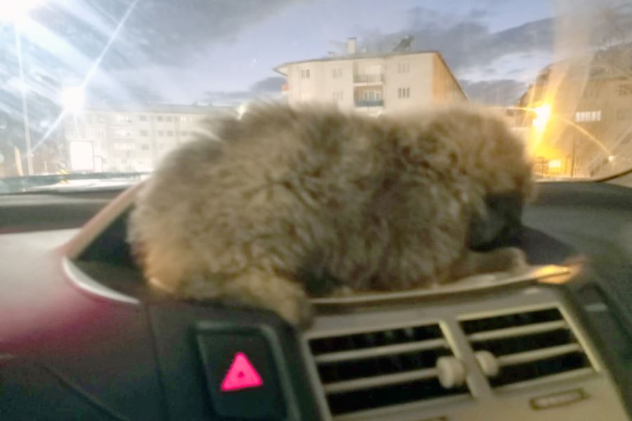 Yavru Köpeği Aracının Kaloriferinde Isıttı