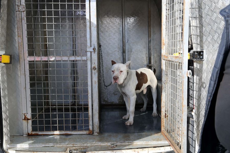 Yasaklı Irk Köpek Hayvan Barınağına Götürüldü