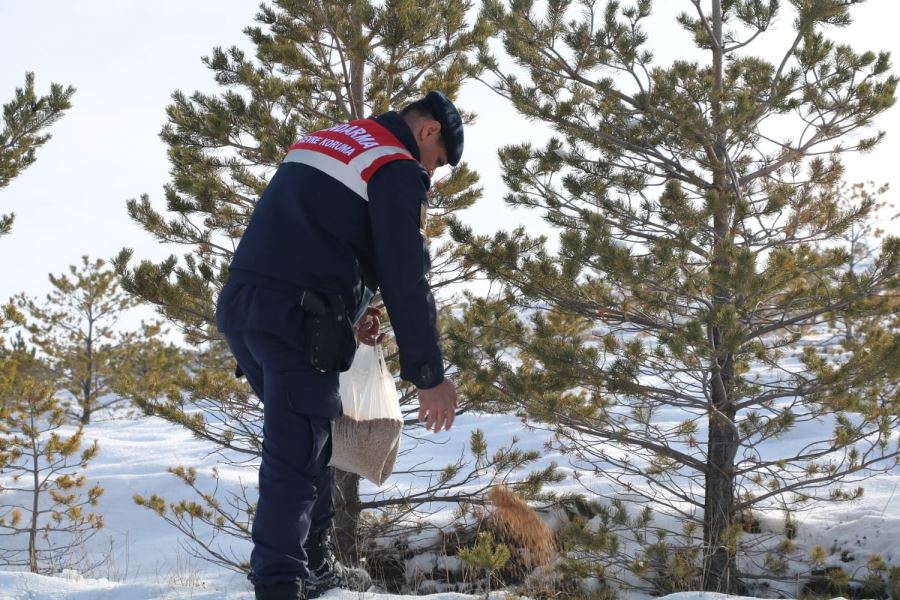 Jandarma Ekipleri Yabani Hayvanları Unutmadı--Video