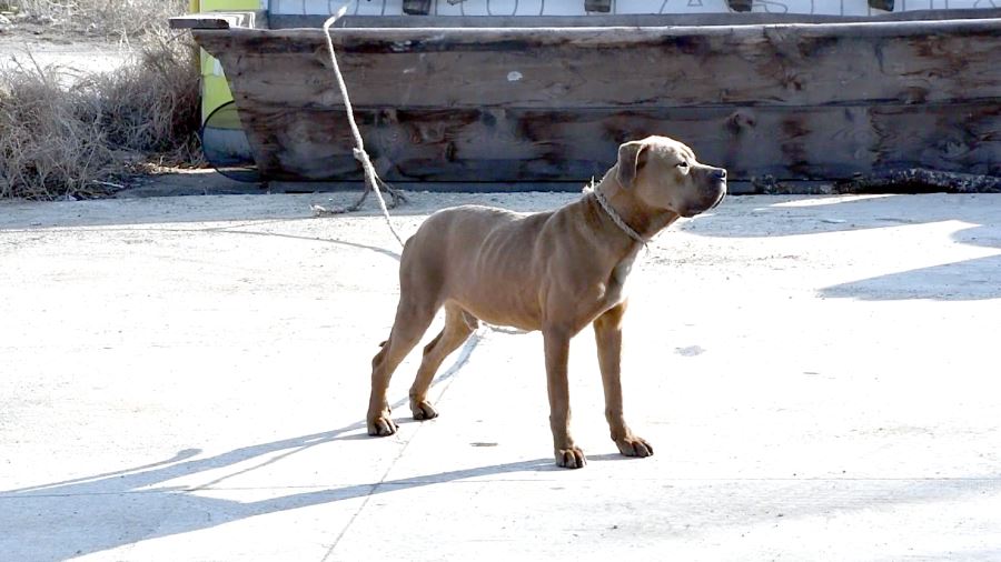 Sahipleri Pitbulları Sokağa Terk Etmeye Başladı