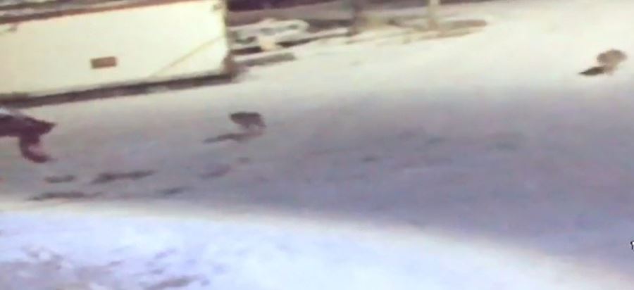 Kurtlar Köye Dadanıp Köpeklere Saldırdı
