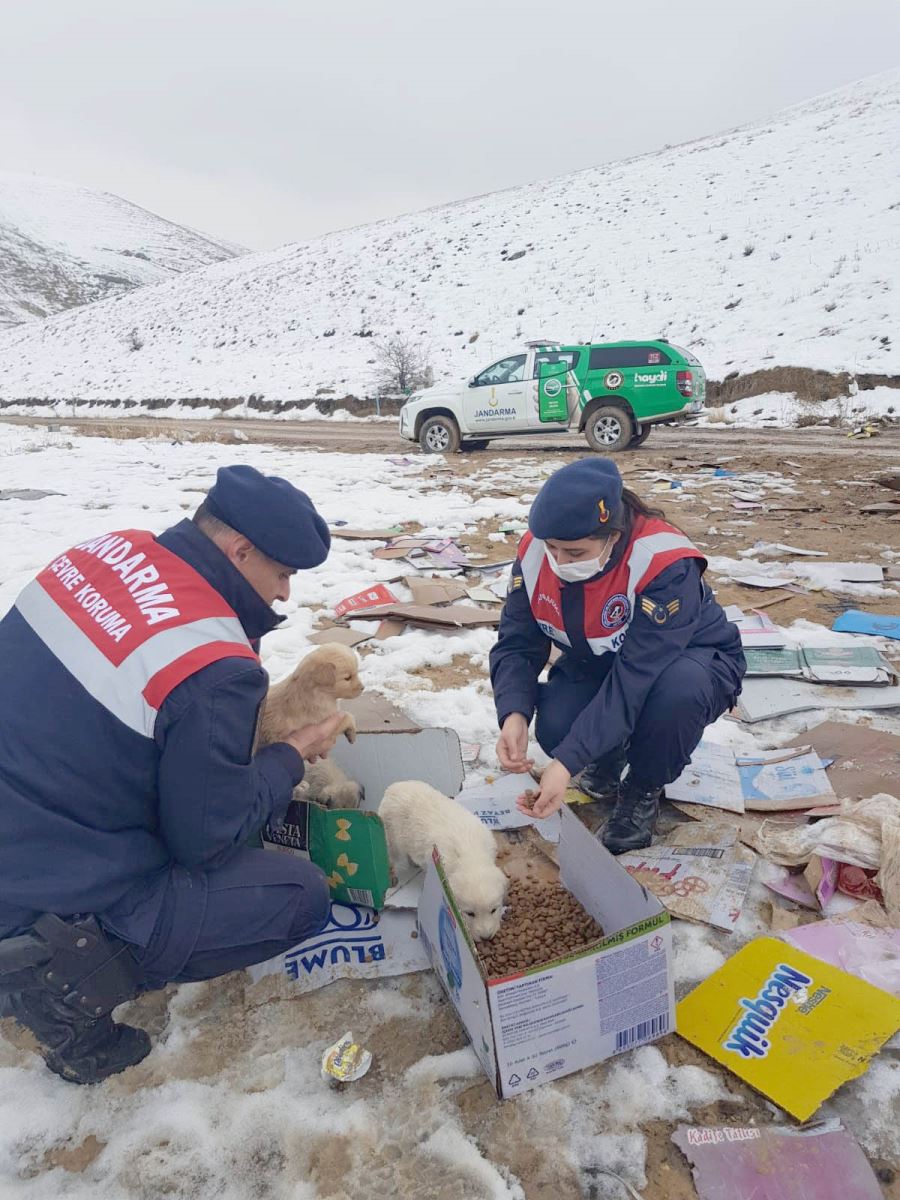  Yavru Köpeği Jandarma Kurtardı--Video