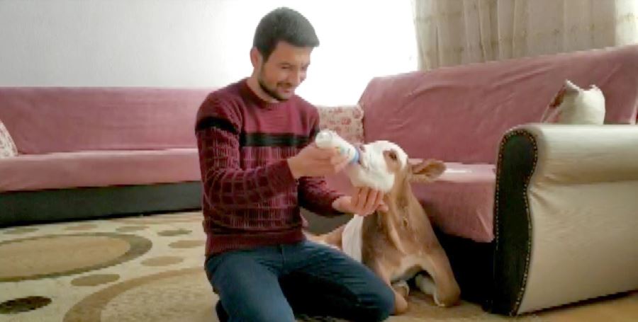 Erken Doğan Buzağıya Anne Şefkati