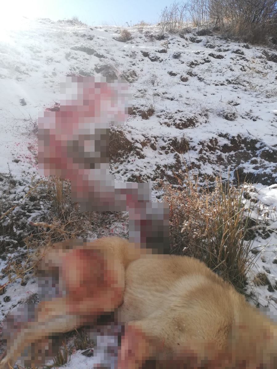 Çocuğu Gibi Sevdiği Köpeği Canice Öldürüldü