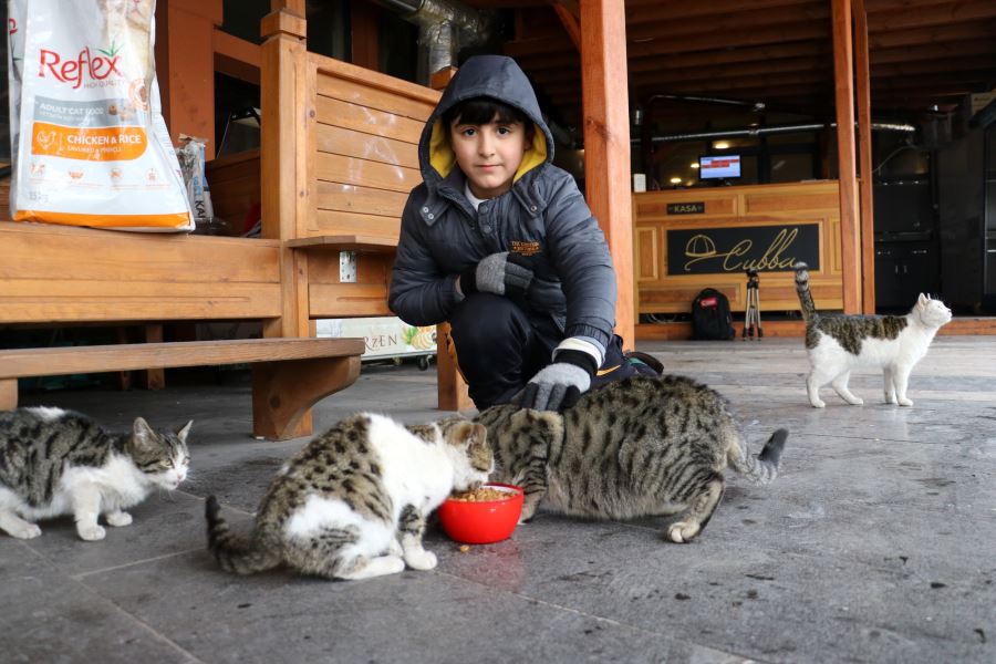 Bu İşletmedeki Kediler Çok Mutlu