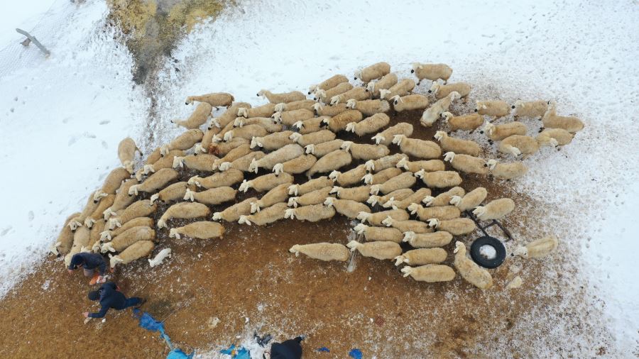 Kangal Köpeği Ve Koyunu Aynı Merkezde Yetiştiriliyor—Video