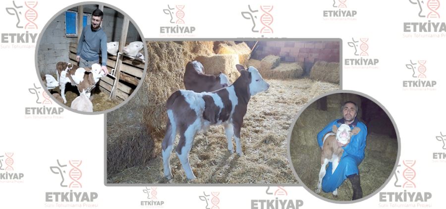 İlk Buzağılar Dünyaya Geldi
