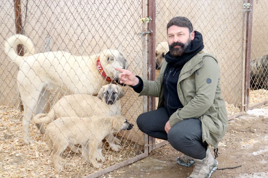 Kangal Köpeği Saldırmaz Korur