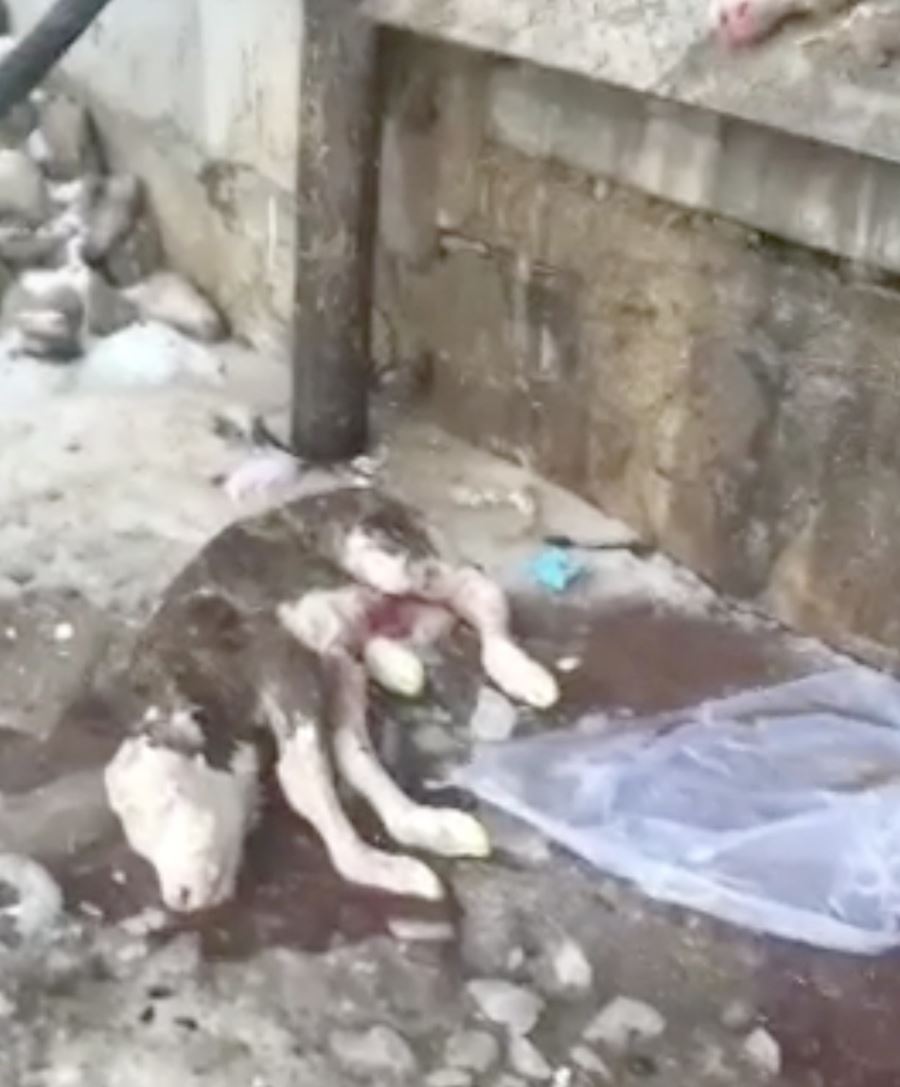 Yetkilileri Göreve Davet Ediyoruz--Video