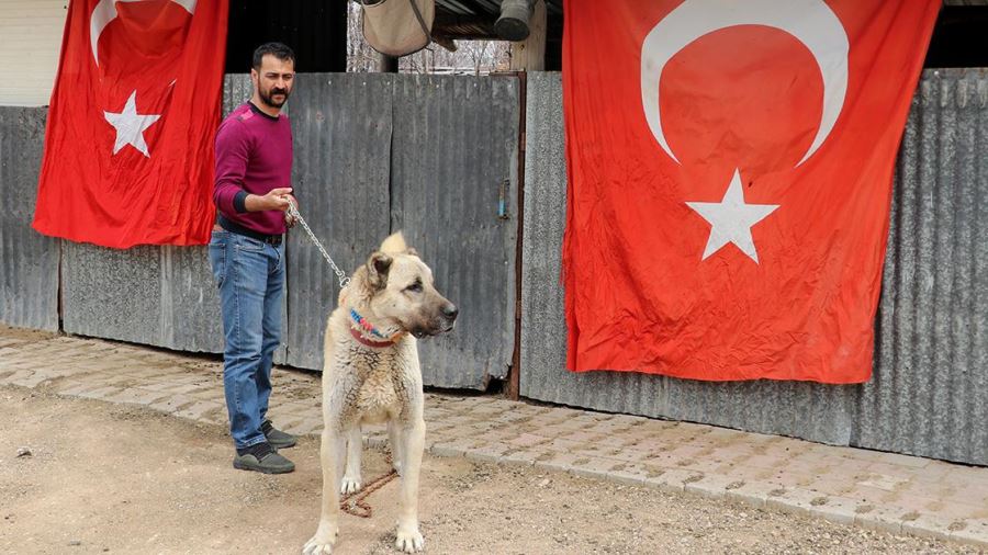 Kangal Köpeğine Gözü Gibi Bakıyor