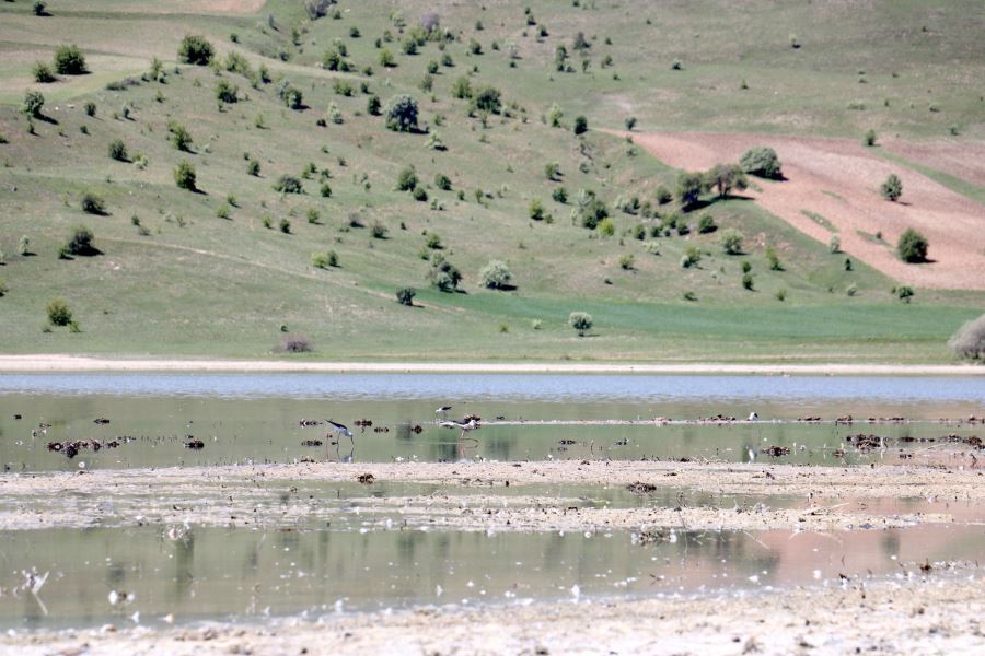 Kuş Cenneti Eski İhtişamına Kavuştu