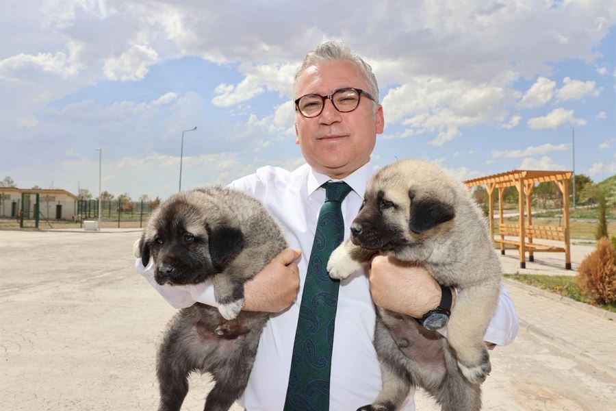 Kangal, Dünya Çapında Bir Değer