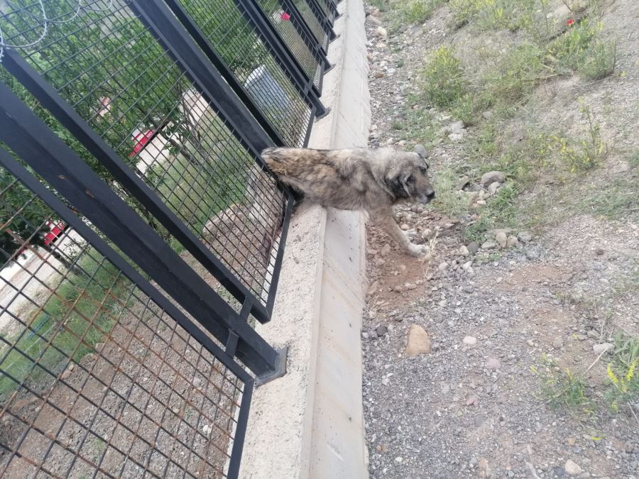 Demir Korkuluklara Sıkışan Köpeği Ekipler Kurtardı