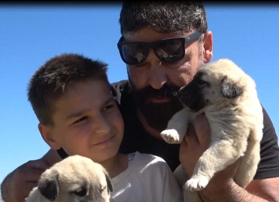 Kangal Köpeklerine  Adanmış Bir Ömür