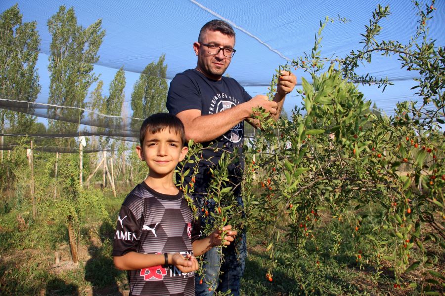 Umutları Büyüktü Ama Kuşları Hesap Edemedi