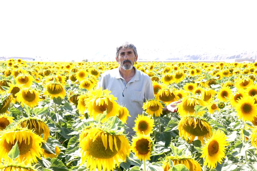 Sivas'ta 45 Bin Ton Rekolte Bekleniyor--Video