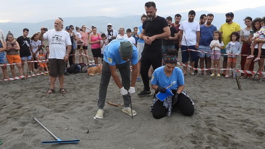 Yavru Kaplumbağalar Denizle Buluştu