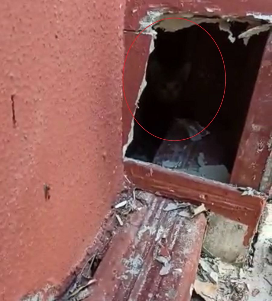Yavru Kediler İtfaiye Ekiplerince Kurtarıldı--Video