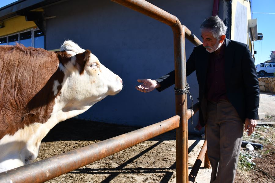 Günlük 600 Litre Süt Üretiyorlar