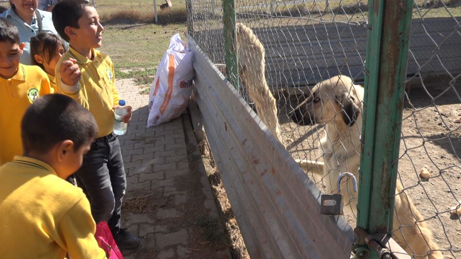 Köpekleri Elleriyle Beslediler 