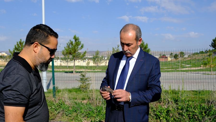 Patateste Hasat Dönemi--Video