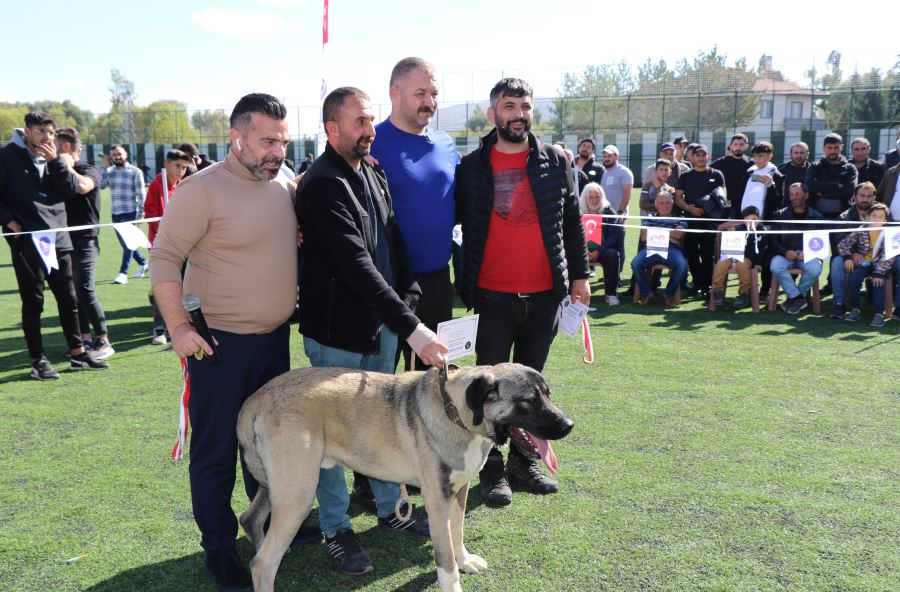Kangal Köpekleri Podyuma Çıktı
