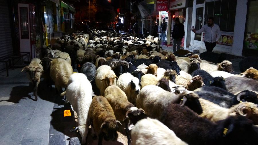 Koyun Sürüsü İlginç Görüntüler Oluşturdu