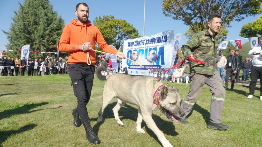 Köpekler Hünerlerini Sergiledi