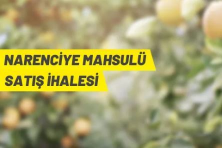 TİGEM Dalaman Tarım İşletmesi'nden narenciye satış ihalesi
