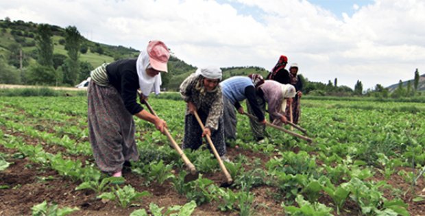Sivas Tarımına Kadın Eli Değdi
