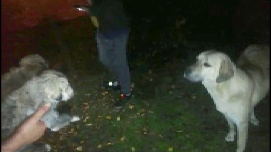 Anne Köpek Kuyuya Düşen Yavrularının Başından Bir An Olsun Ayrılmadı--Video