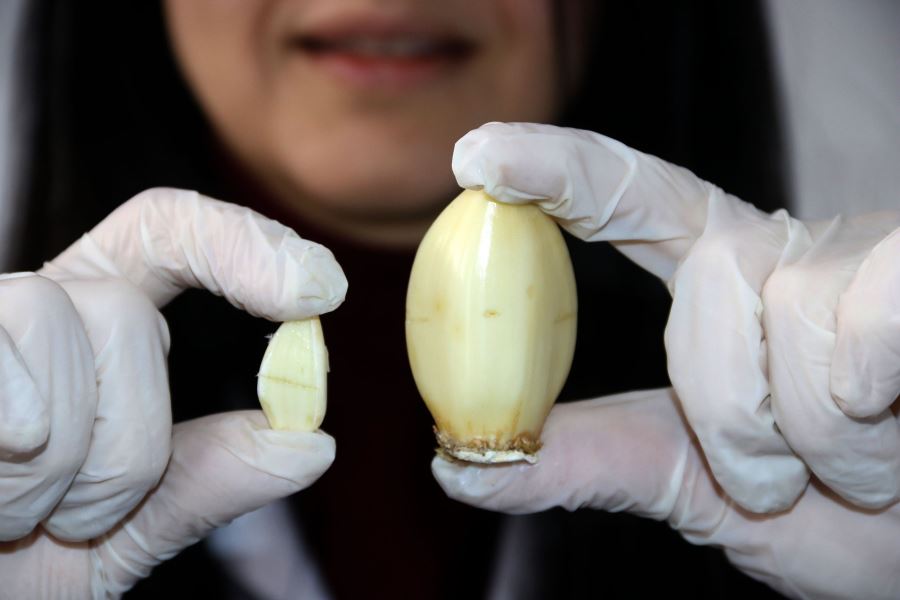 SBTÜ Avuç Büyüklüğündeki Dev Sarımsağı Çoğaltmayı Başardı 