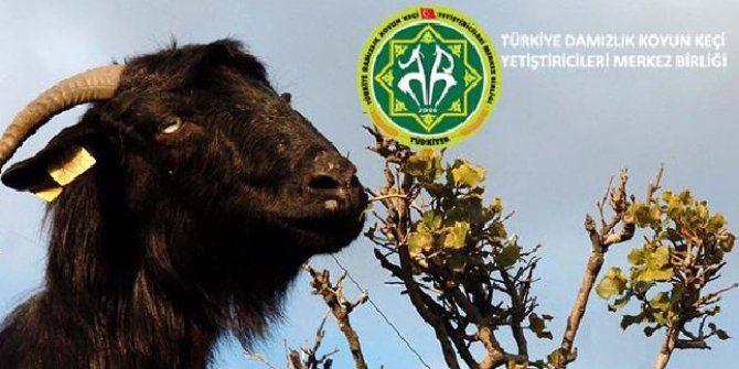 Elazığ Koyun-Keçi Yetiştiricileri Birliği Teknik Eleman Alım Duyurusu