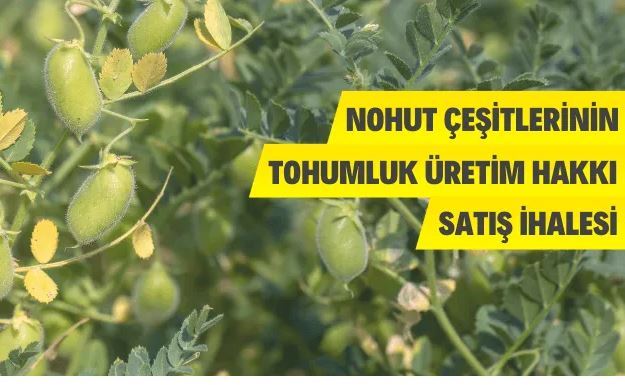 Eskişehir'de Tohumluk Üretim Hakkı Satış İhalesi