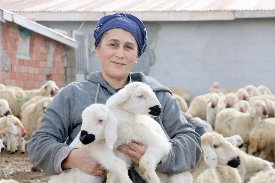 Kuzuların Anneleriyle Buluştuğu Anlar Görenlere Tebessüm Ettirdi 