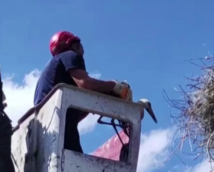 Ekipler Yavru Leylek Operasyonunda 