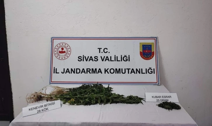 28 Kök Kenevir Bitkisi Ele Geçirildi
