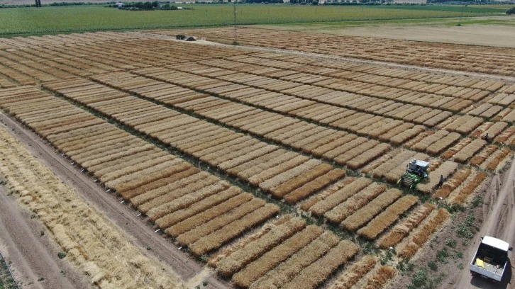3 Bin 500 Çeşit Hububatın Hasadı Başladı 