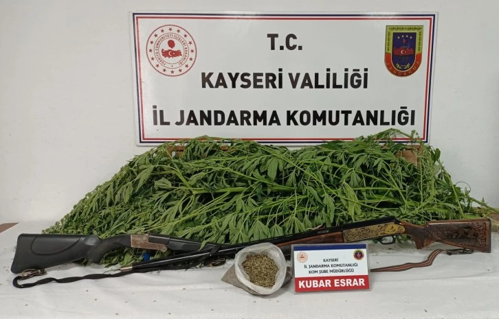 Kenevir Yetiştiren Şüpheli Gözaltında 