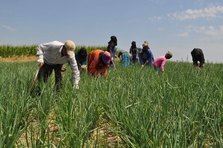 Kavurucu Sıcağın Altında Ekmek Parası 