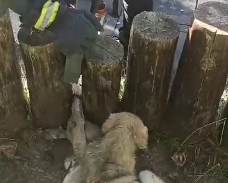 Acıyla Kıvranan Köpeklere  İtfaiye Yardım Etti 