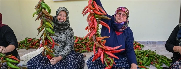 Ata Tohumu Fideleri Yüzleri Güldürdü 