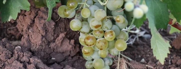 Sıcaklıklar Üzümde Rekolteyi Düşüyor 